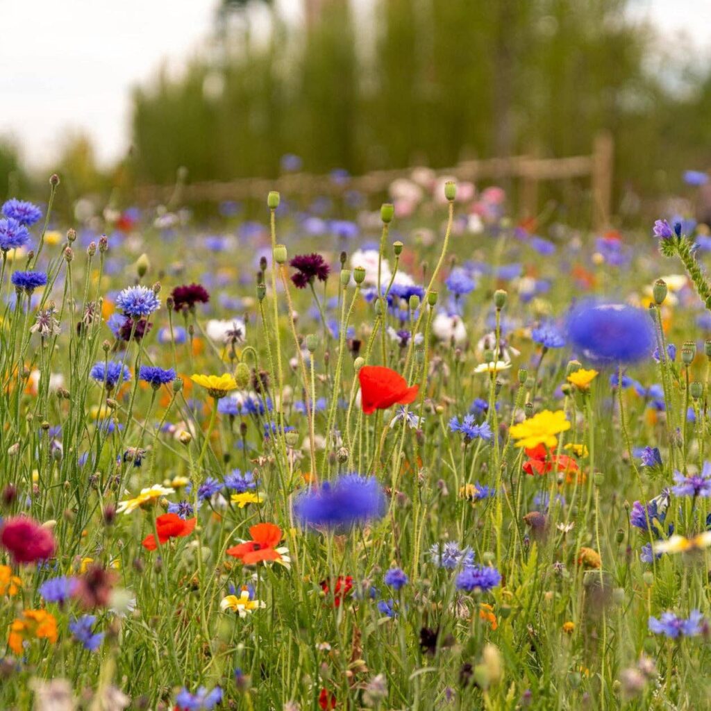 Grow Your Own Pollinator Kit | Figac & Company, Indianapolis